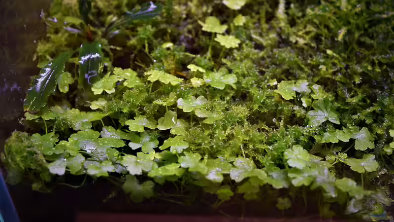 Hydrocotyle tripartita von Junglist (17)