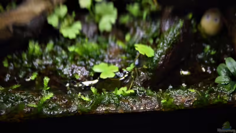 Hydrocotyle tripartita von Junglist (7)