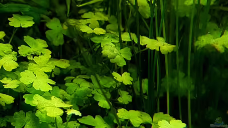 Hydrocotyle tripartita von YoshiMaus (22)