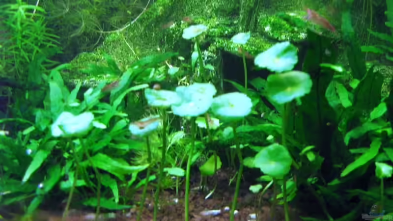 Hydrocotyle verticala von Aquarium-Bochum (5)