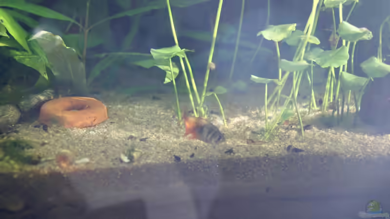 Hydrocotyle verticillata (Hutpilz) von Hamstermaus (5)