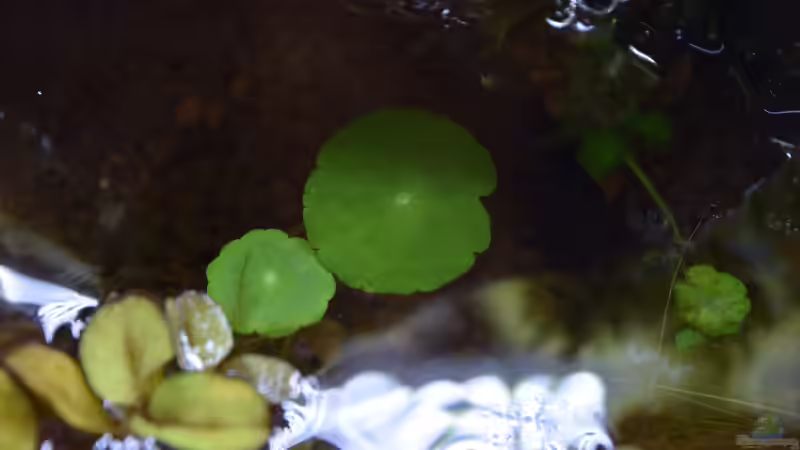 Hydrocotyle verticillata von Junglist (13)