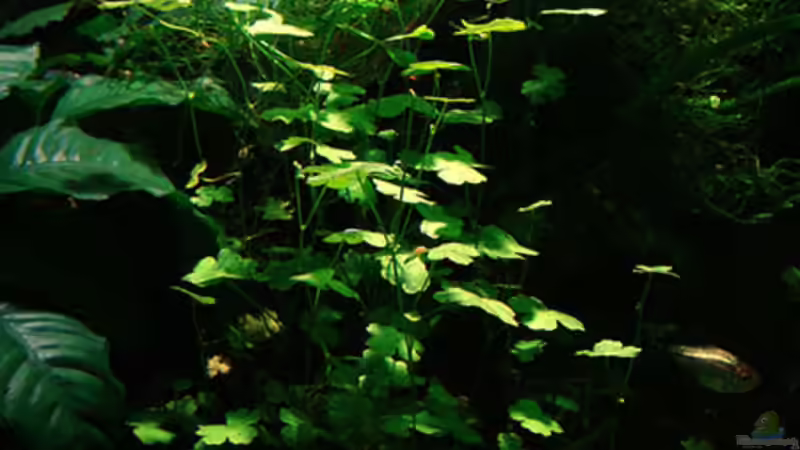 Hydrocotyle von Lukas &gt;&lt;°&gt; (4)