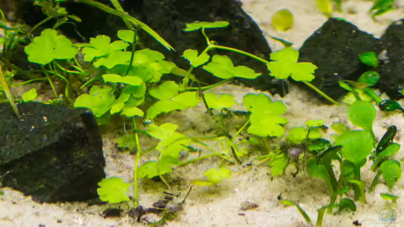 Hydroctyle cf. tripartita  16.07.15 von Betta Chris (79)