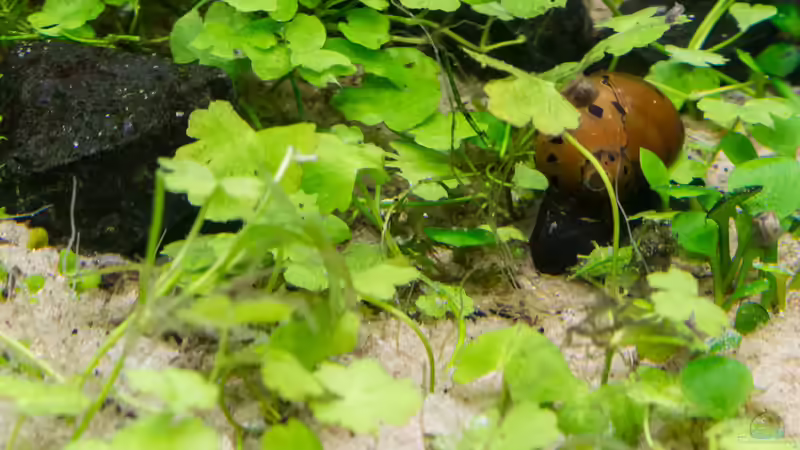 Hydroctyle cf. tripartita  22.07.15 von Betta Chris (80)