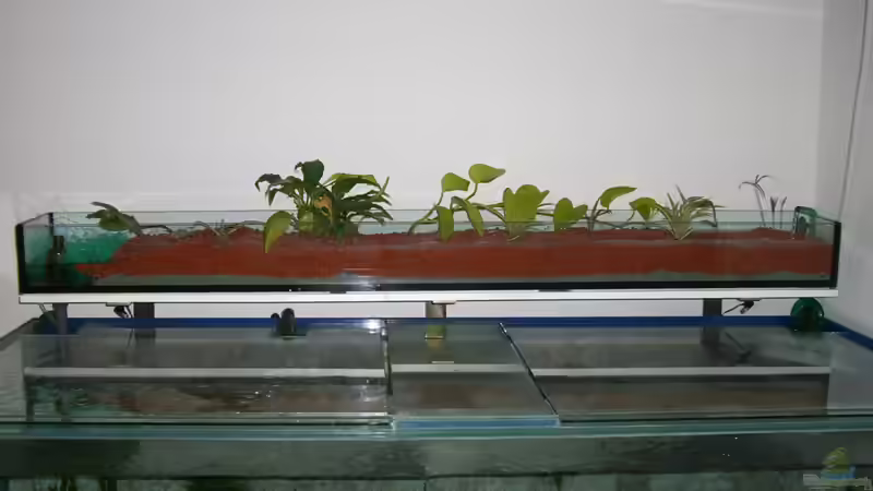 Hydrokultur-Filterbecken von Dominic Labella (8)