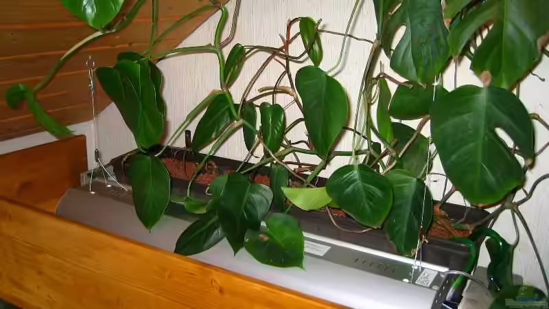 Hydrokultur Pflanzenwanne von Ludwig Prantl (6)