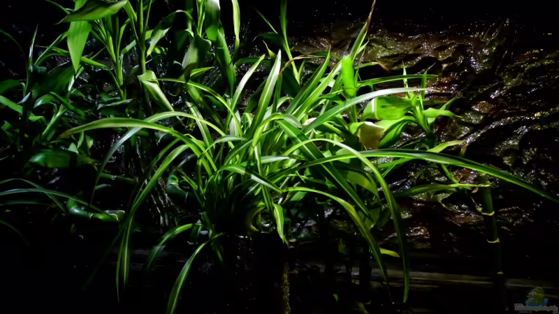 Hydrokultur von snooze (35)