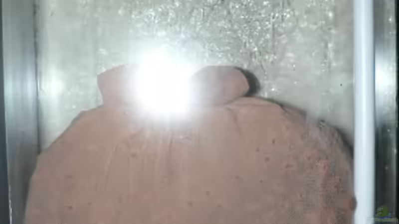 Hydrokulturkammer von Zapfenmanderl (11)