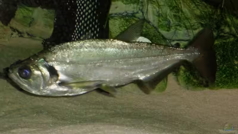 Hydrolycus tatauaia von Jürgen Herb (11)