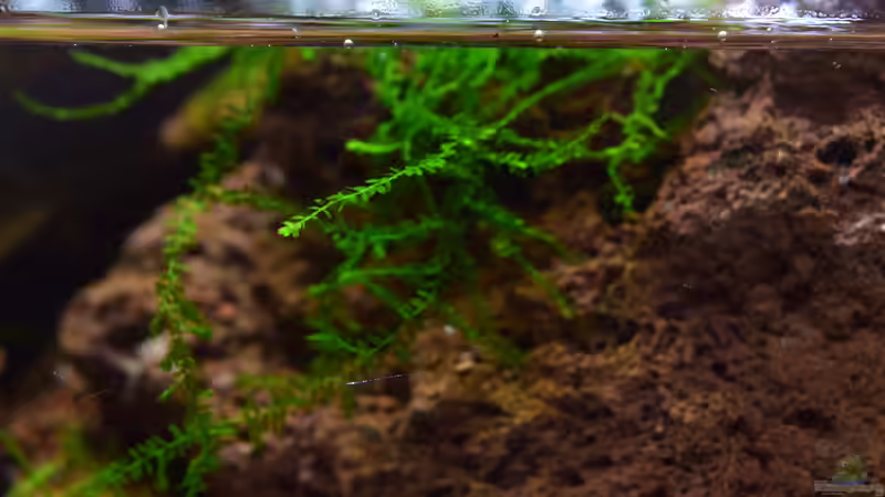 Hydropogonella gymnostoma von Junglist (16)