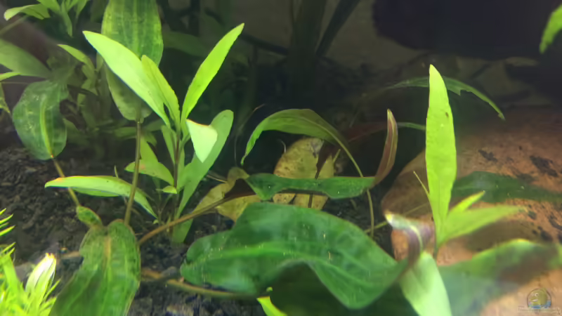 Hygrofila siamensis von Harald Kästner (23)