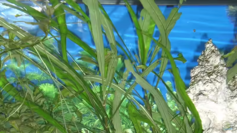 Hygropfila corymbosa ´ Aroma´ ( Bärenklaugewächs ) von EO (5)