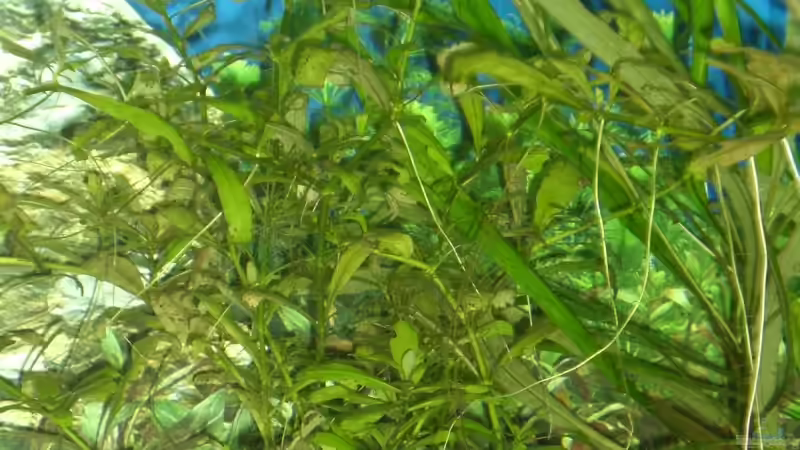 Hygropfila ´polysperma ´ ( Bärenklaugewächs ) von EO (7)