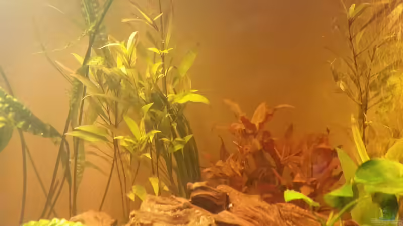 Hygrophila, Vallisneria Spiralis,  von SvenDerGroße (17)