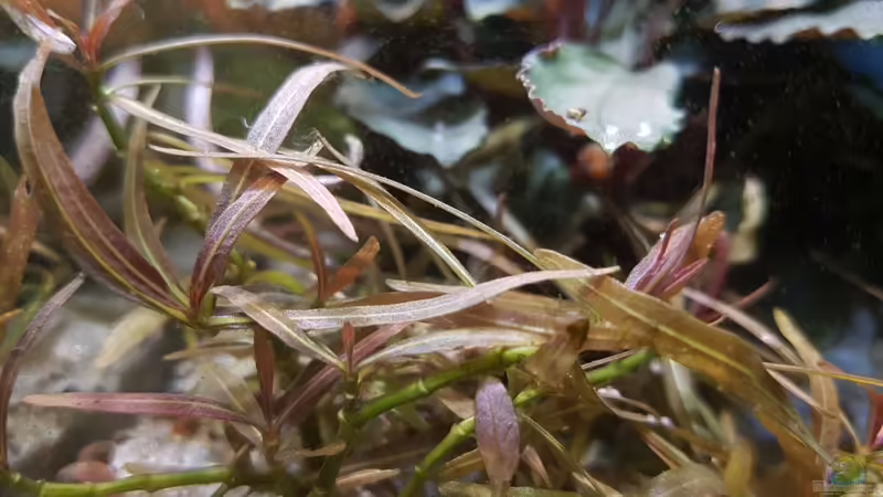 Hygrophila araguaia von YoshiMaus (18)