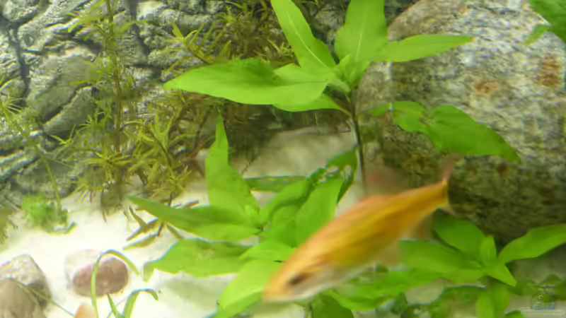 hygrophila carymbosa von Stefano83 (19)