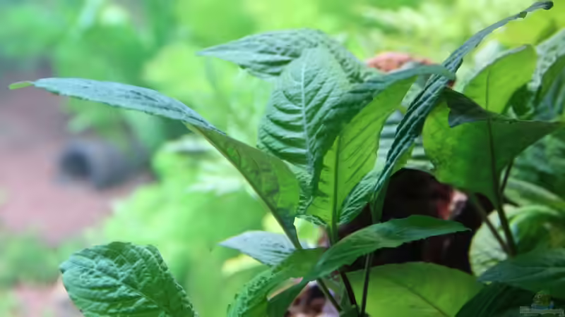 Hygrophila corymbosa - 06.02.2013 von Sascha T. (13)