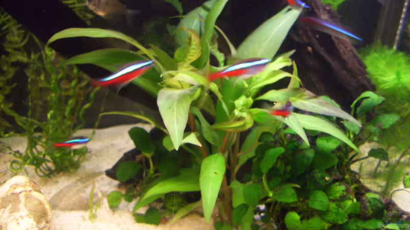 Hygrophila corymbosa ´ Stricta ´ von kaktus-jones (19)