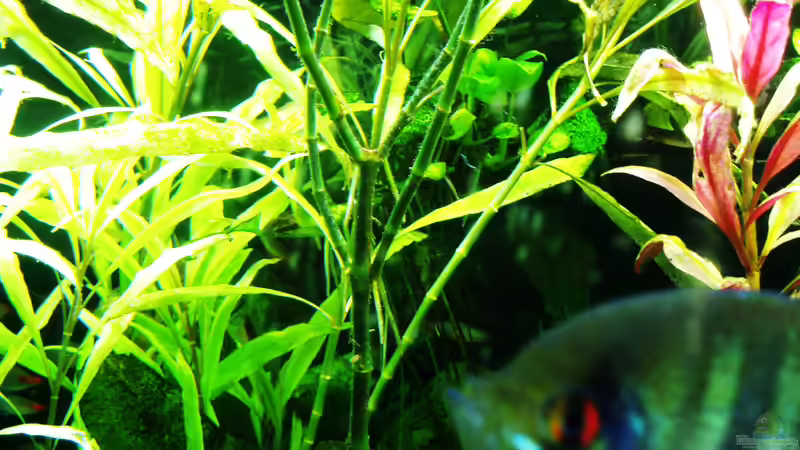 Hygrophila corymbosa: Wenn die Wasseroberfläche erreicht ist verkahlen leider die Stängel. Die Pflanze wird gewissermaßen zu einer ´sessilen Schwimmpflanze´ und nimmt den niedrigeren Pflanzen das Licht. Nach dem Zurückschneiden treibt der Stängel nicht erneut aus sondern fault am Grund ab. Eine Pflanze, die mich enttäuscht.  von Reiner Dr. Med. Jesse (69)