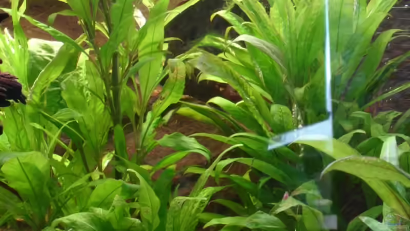 Hygrophila corymbosa glabra von Michael Z. (9)