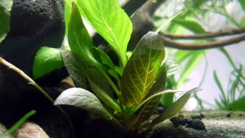 Hygrophila corymbosa kompakt  von Chris_R. (16)