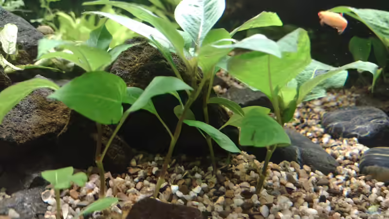 Hygrophila corymbosa ´Kompakt´ am 08.11.2021 von C-NA (29)