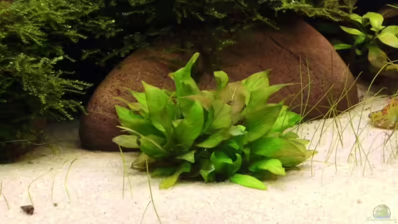 Hygrophila corymbosa ???Kompakt??? (Kurzstängeliger Wasserfreund)  von Tiberius (9)