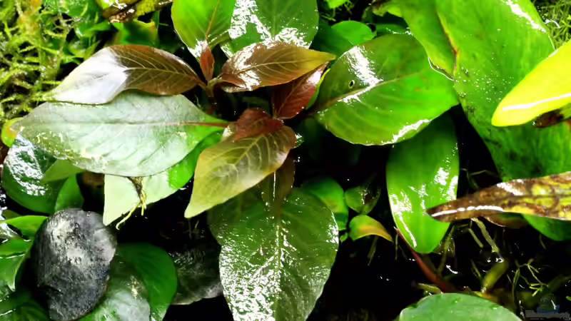 Hygrophila corymbosa kompakt von die Perle... (41)