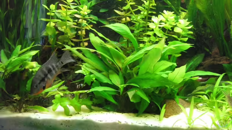 Hygrophila corymbosa ´kompakt´ von Dirk Meißner (9)