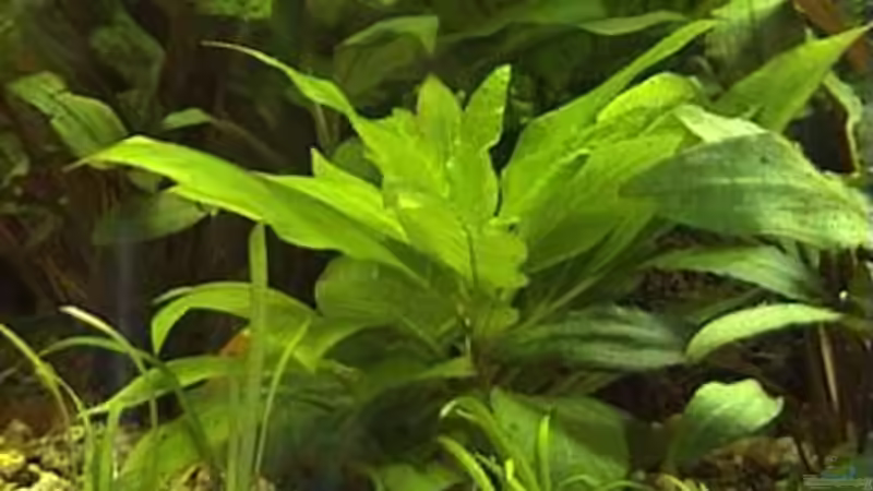 Hygrophila corymbosa Kompakt von Marco Schumacher (7)