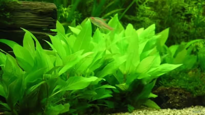 Hygrophila Corymbosa ´Kompakt´ von Maximilian Zunhammer (4)