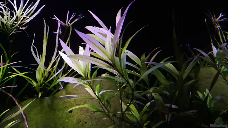 Hygrophila corymbosa siamensis  von a2b-aquaristik (10)