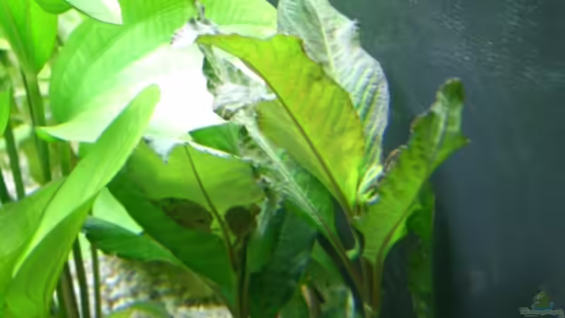 Hygrophila corymbosa `Siamensis` von Alexander Eckel (10)