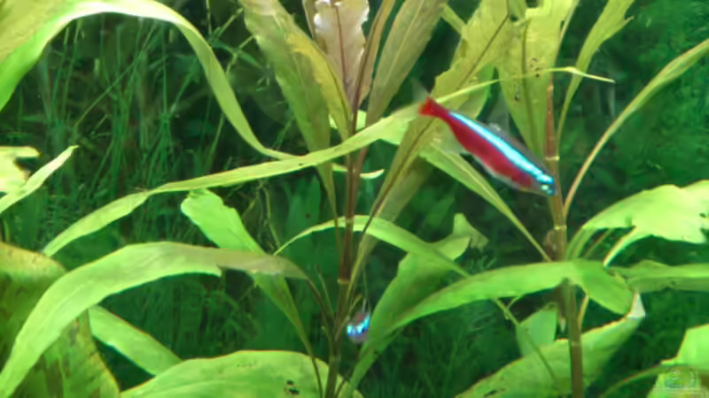 Hygrophila corymbosa Siamensis von Stephan Groß (14)