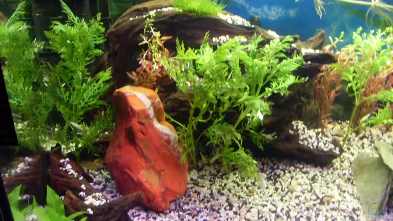 Rotala indica im Aquarium (Einrichtungsbeispiele mit Indische Rotala)