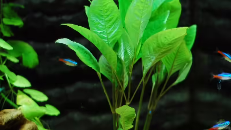 Hygrophila Corymbosa von auecheck (4)