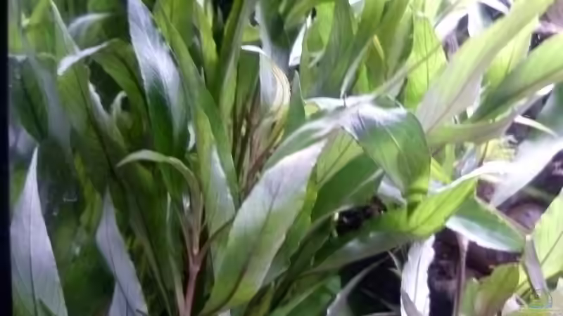 Hygrophila corymbosa von Deino (6)