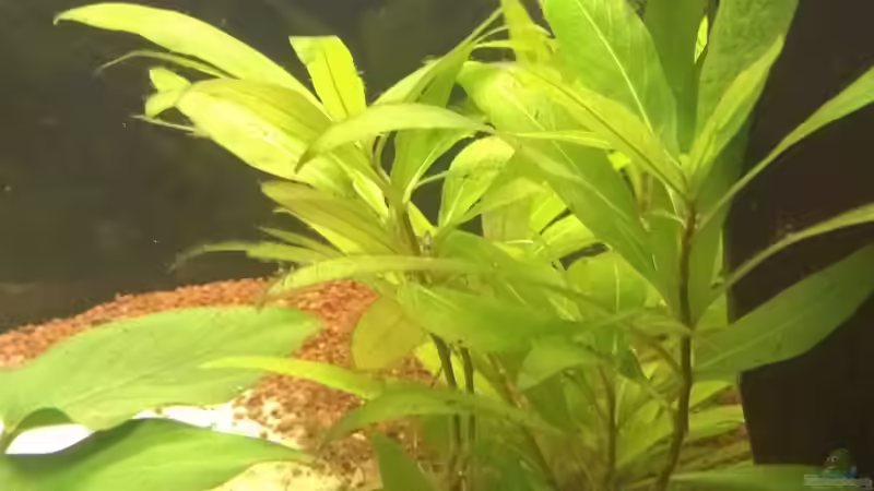 Hygrophila corymbosa von Jan H. (15)