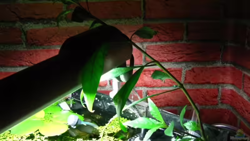 Hygrophila corymbosa von Marlone (8)