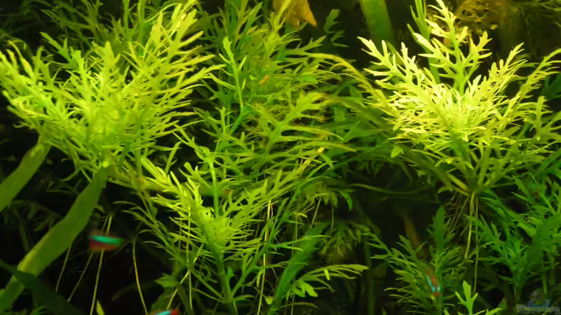 Hygrophila difformis - Indischer Wasserstern von Peggy (16)