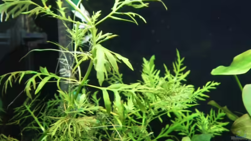 Hygrophila difformis, Aufnahme vom 3.8.2021 von ernst11 (26)