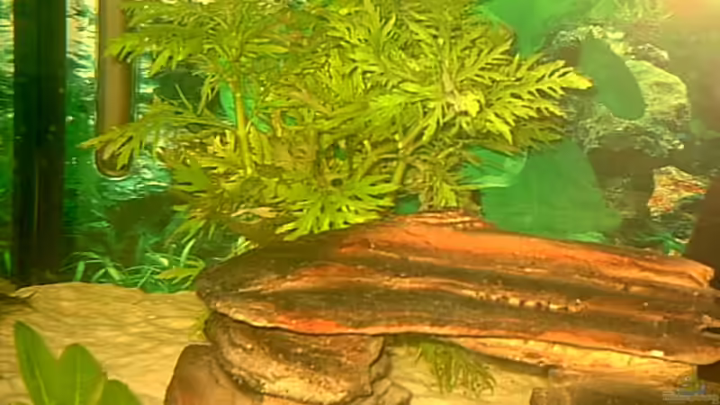 Hygrophila difformis, submers (H 170) von Robert Schröder (4)