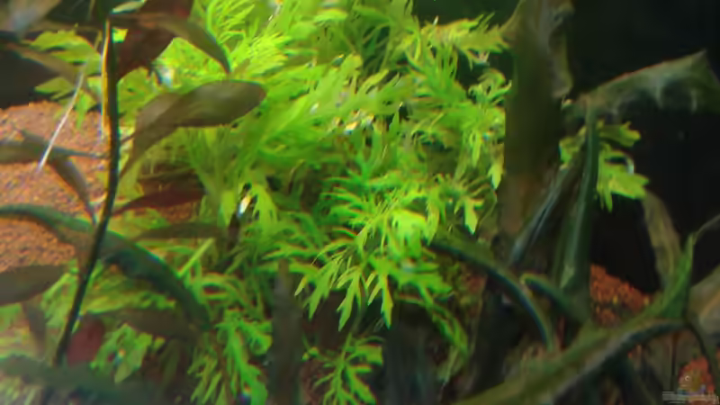 Hygrophila difformis  von Kai Heermann (11)