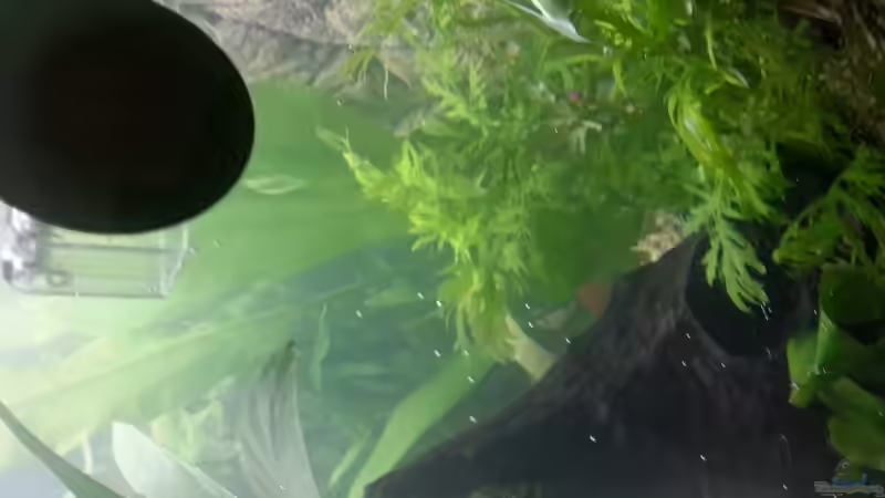 Hygrophila difformis terracotta (Indischer Wasserwedel ) von Omega (8)