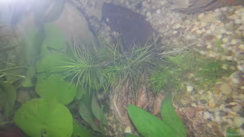 Hygrophila difformis terracotta (Indischer Wasserwedel) von Omega (7)