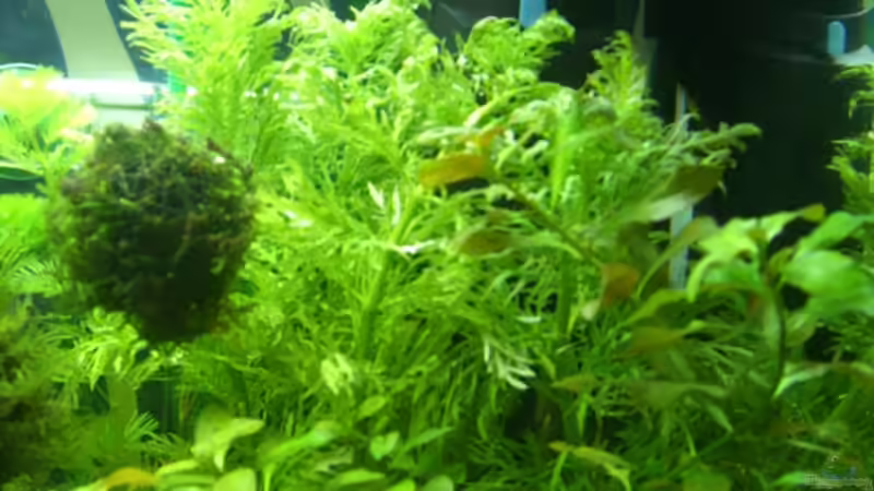 Hygrophila difformis von Barabas (7)