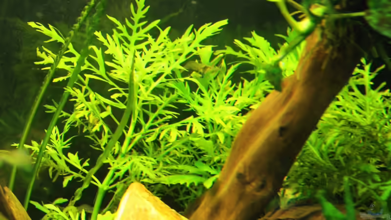 Hygrophila difformis von David B (25)