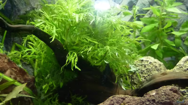 Hygrophila difformis von Deino (7)