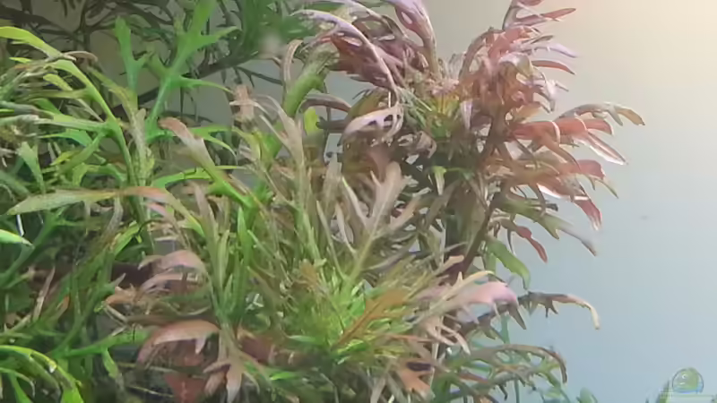 Hygrophila difformis von Marcel Reiter (14)